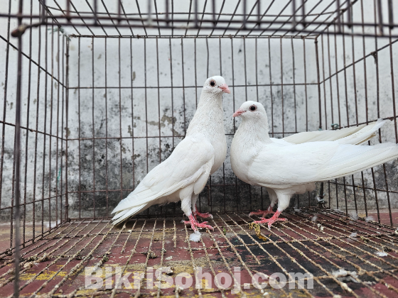 কবুতর